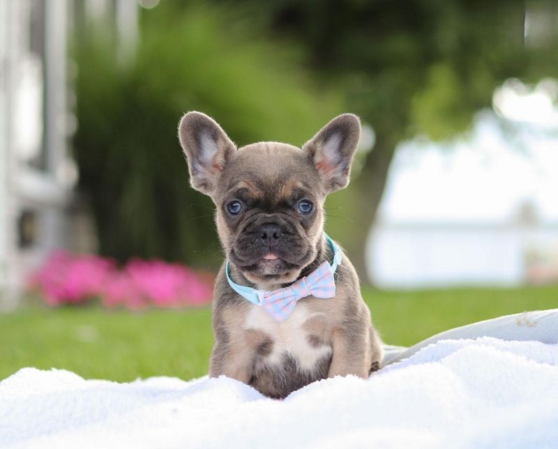 French Bulldog
