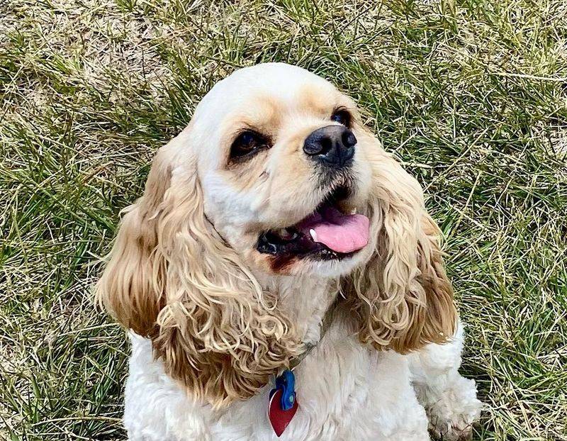 Cocker Spaniel