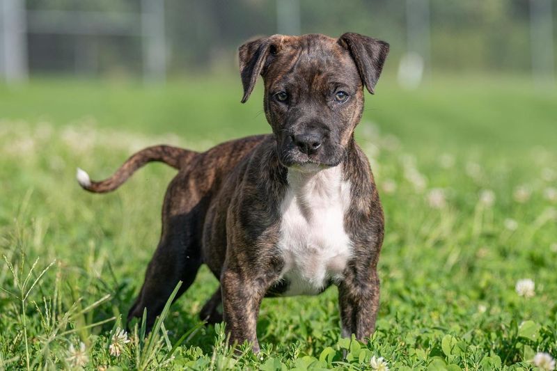 Boxer