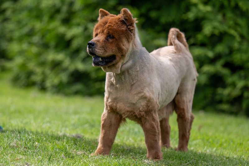 Chow Chow