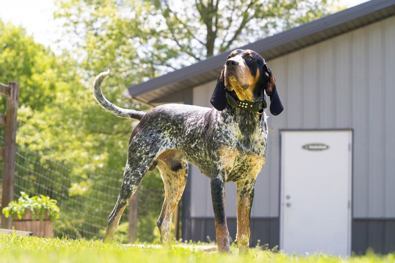 Coonhound