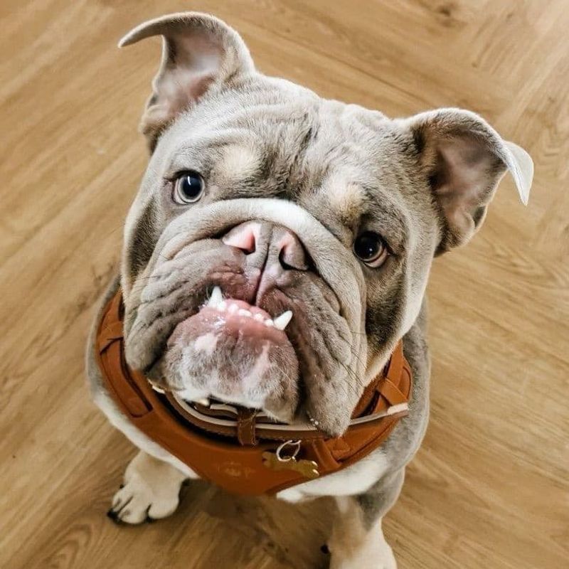 Bulldog