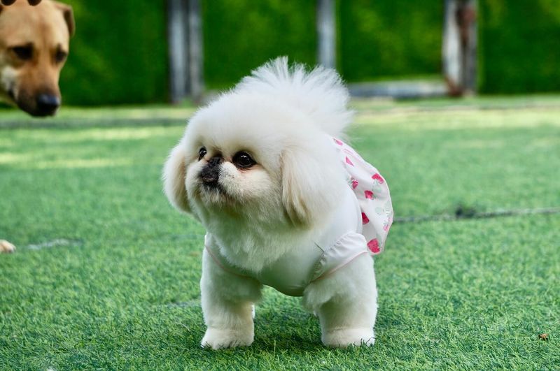 Pekingese