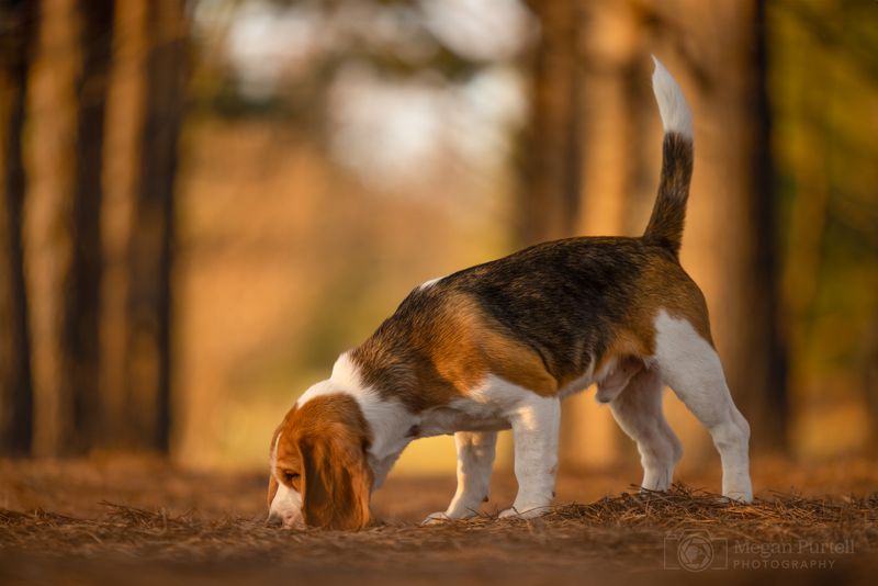 Beagle