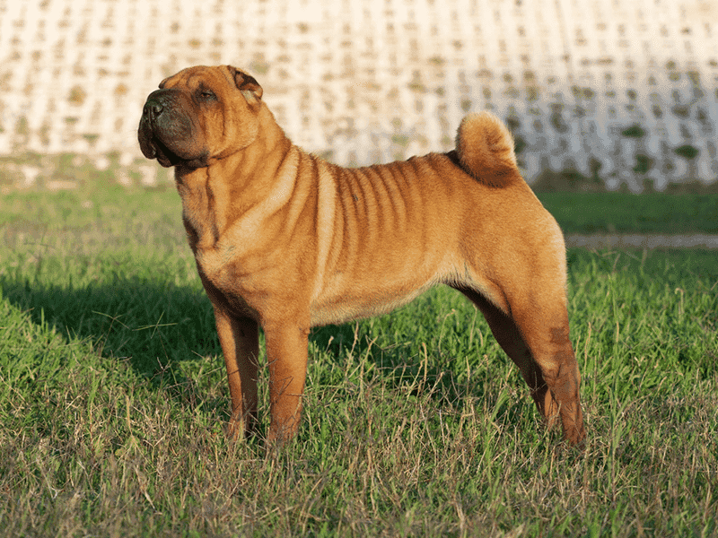 Shar Pei