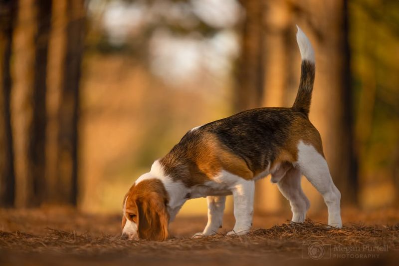 Beagles