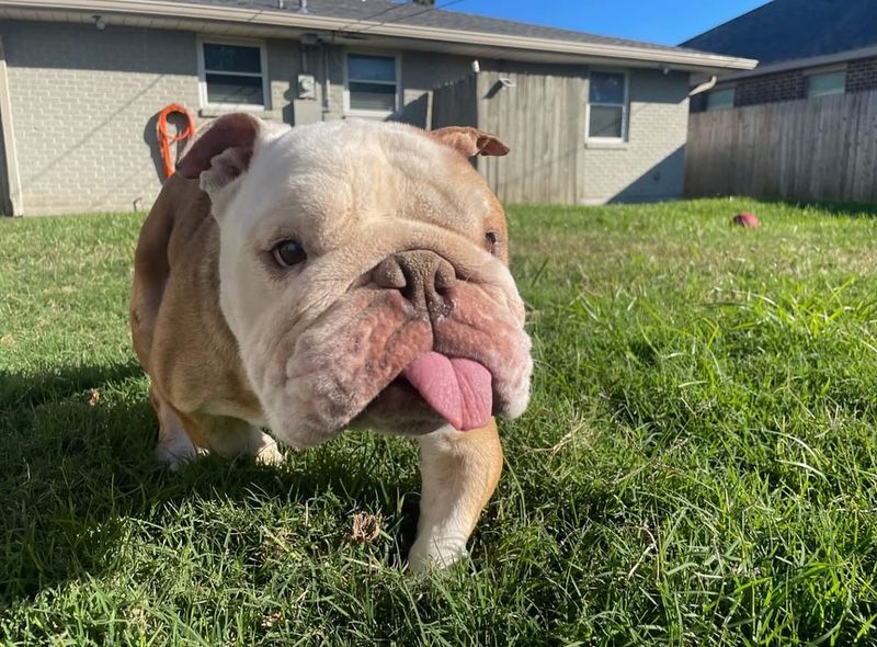 Bulldog