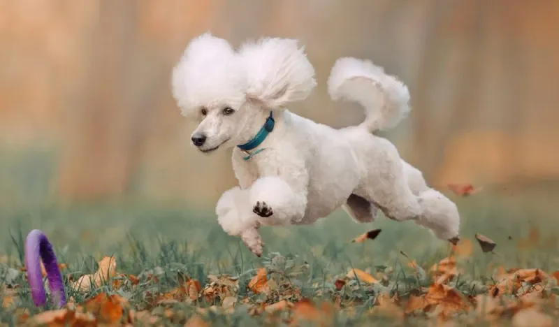 Poodle