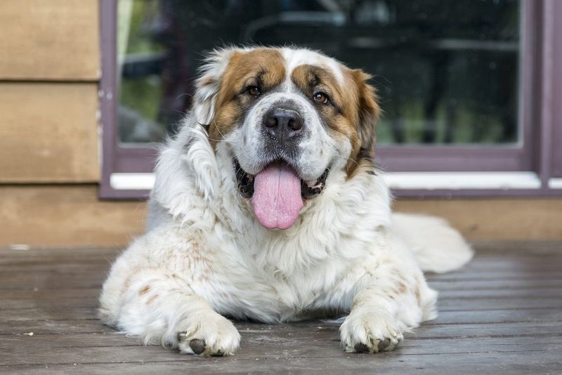 Saint Bernard