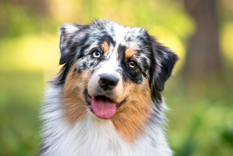 Australian Shepherd