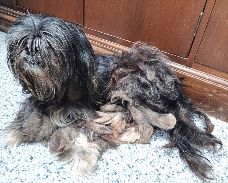 Shih Tzu