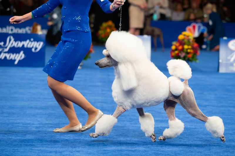 Poodle