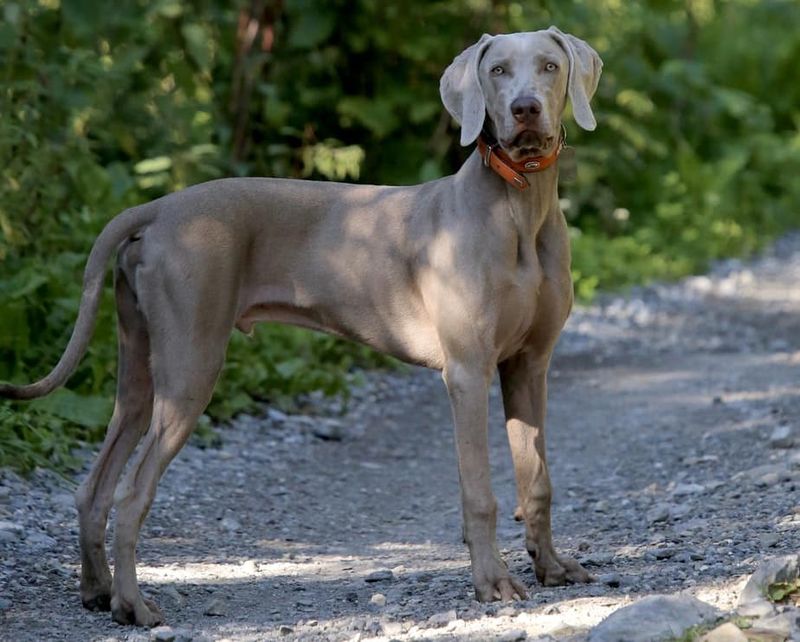Weimaraner