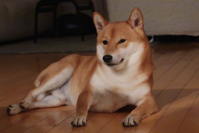 Shiba Inu