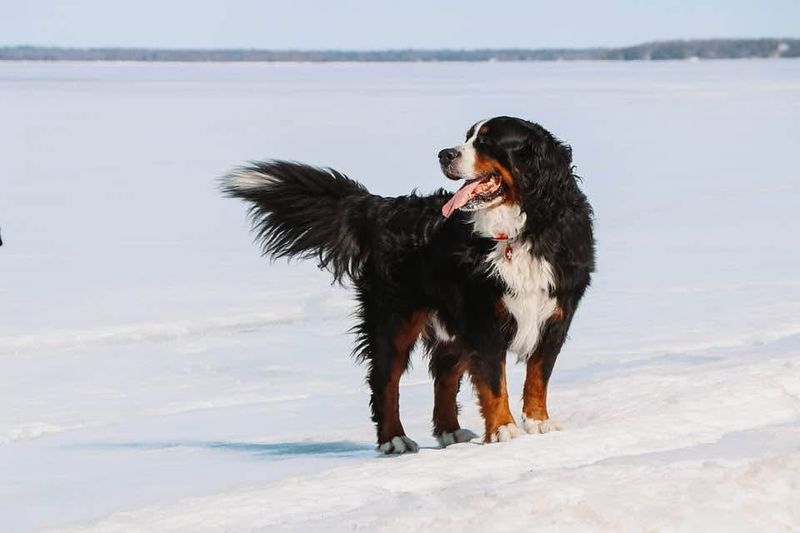 Bernese Mountain Dog