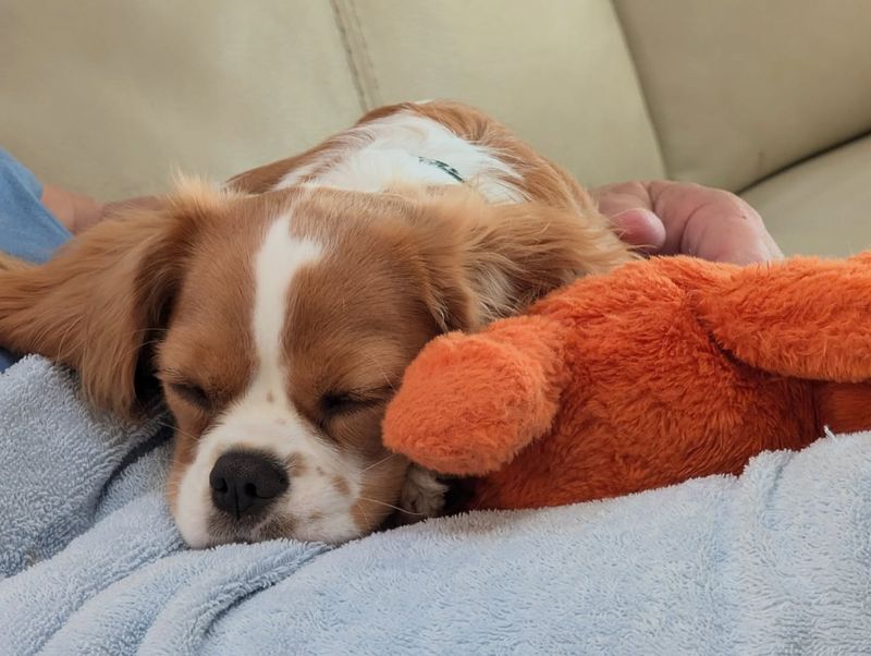 Cavalier King Charles Spaniel