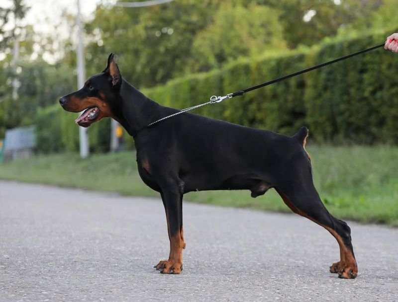 Doberman Pinscher