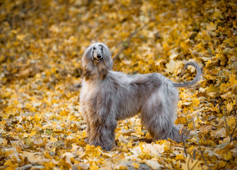 Afghan Hound