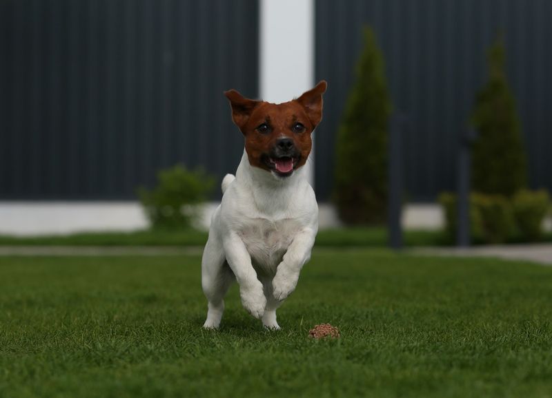Jack Russell Terrier