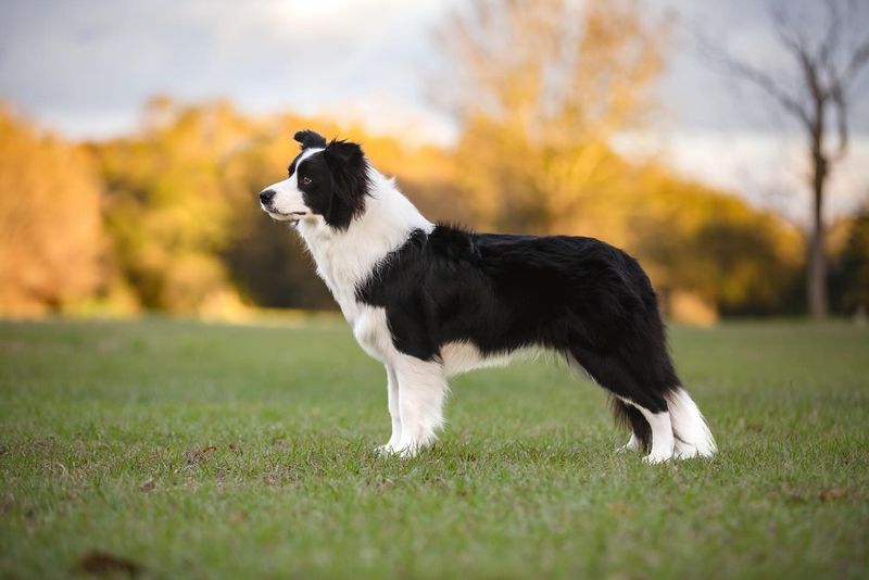 Collie