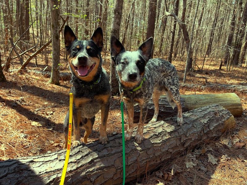 Australian Cattle Dog
