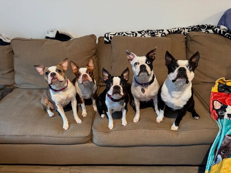 Boston Terrier