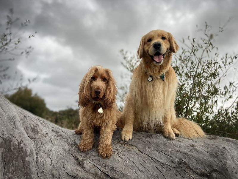 Cocker Spaniel