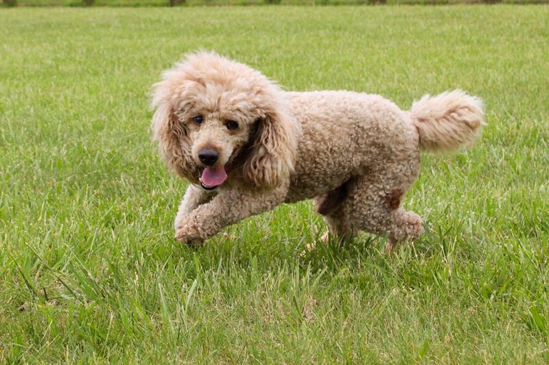 Poodle