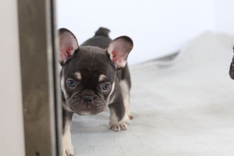 French Bulldog