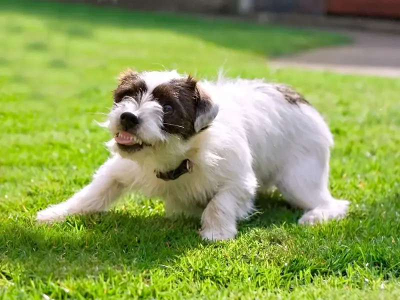 Jack Russell Terrier