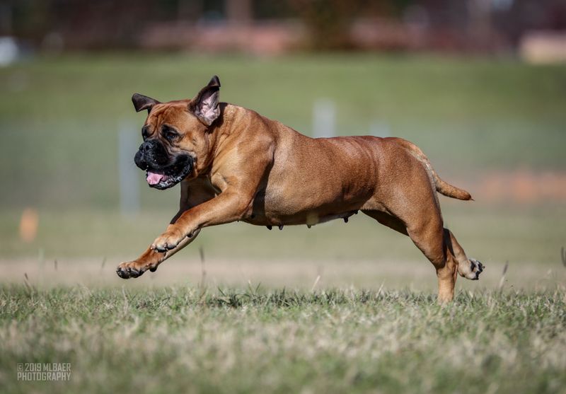 Bullmastiff