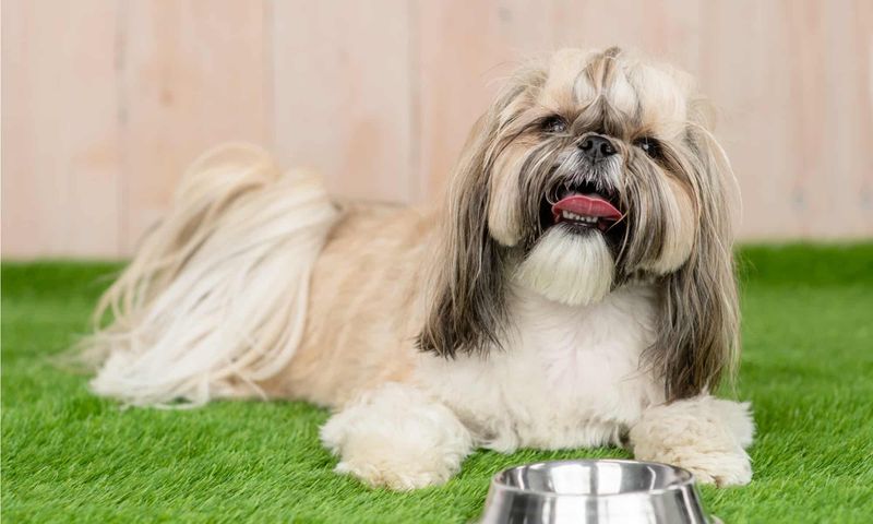 Shih Tzu