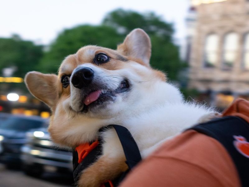 Corgi