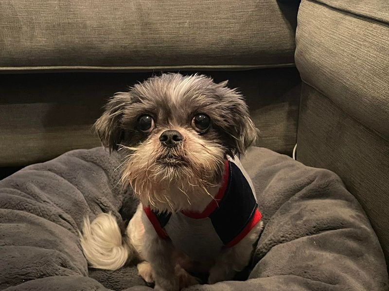 Shih Tzu
