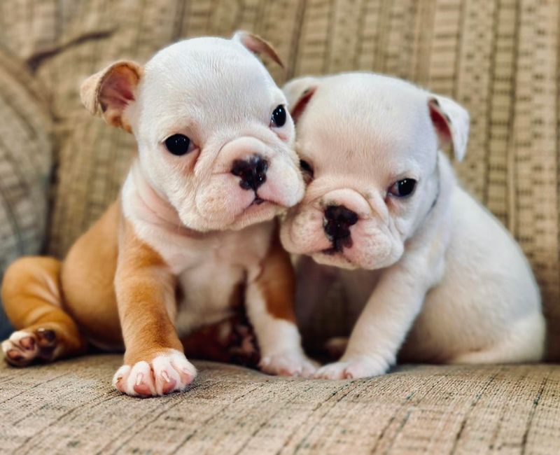 Bulldog