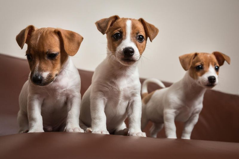 Jack Russell Terrier