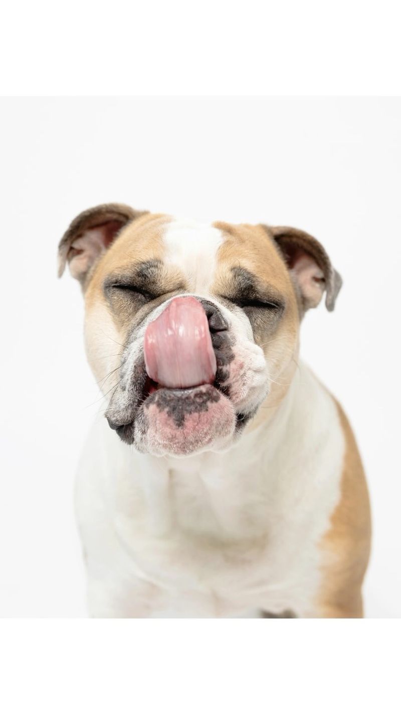 Bulldog