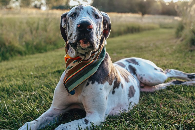 Great Dane