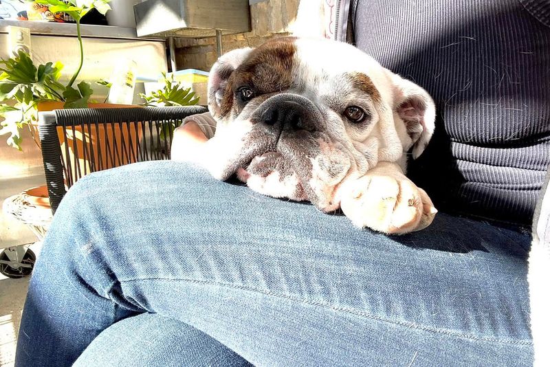 Bulldog