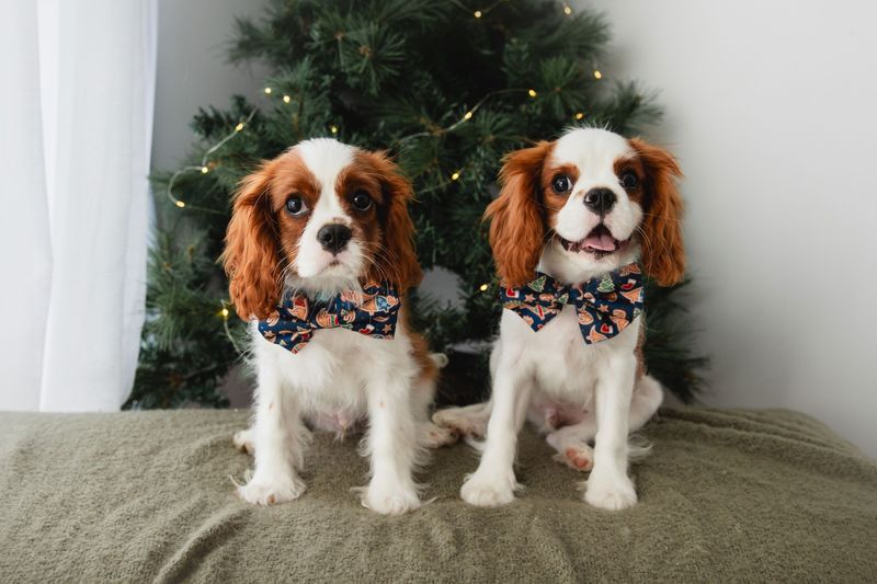 Cavalier King Charles Spaniel