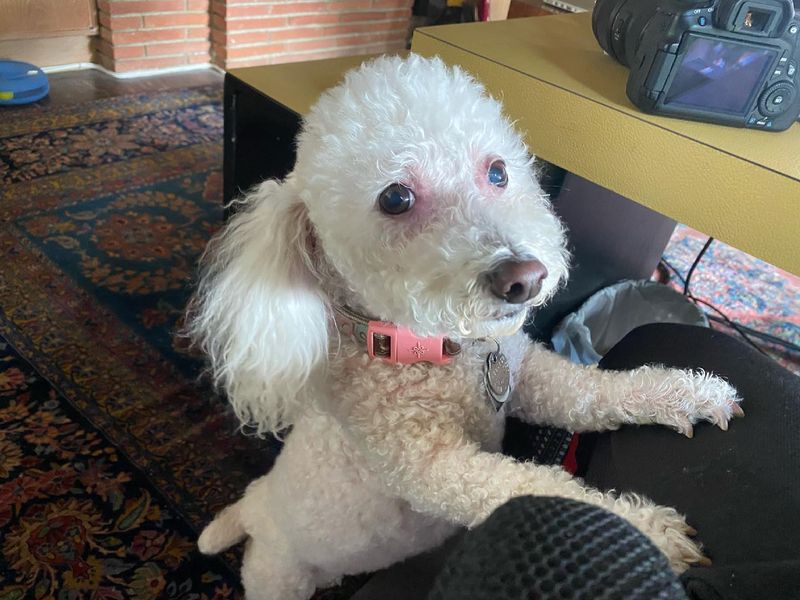 Bichon Frise