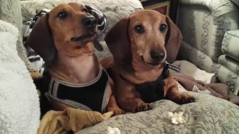 Dachshund