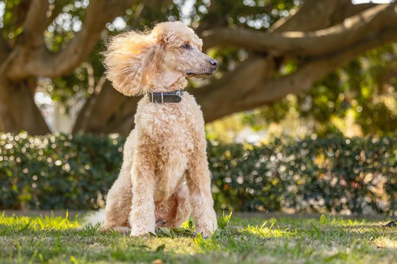 Poodle