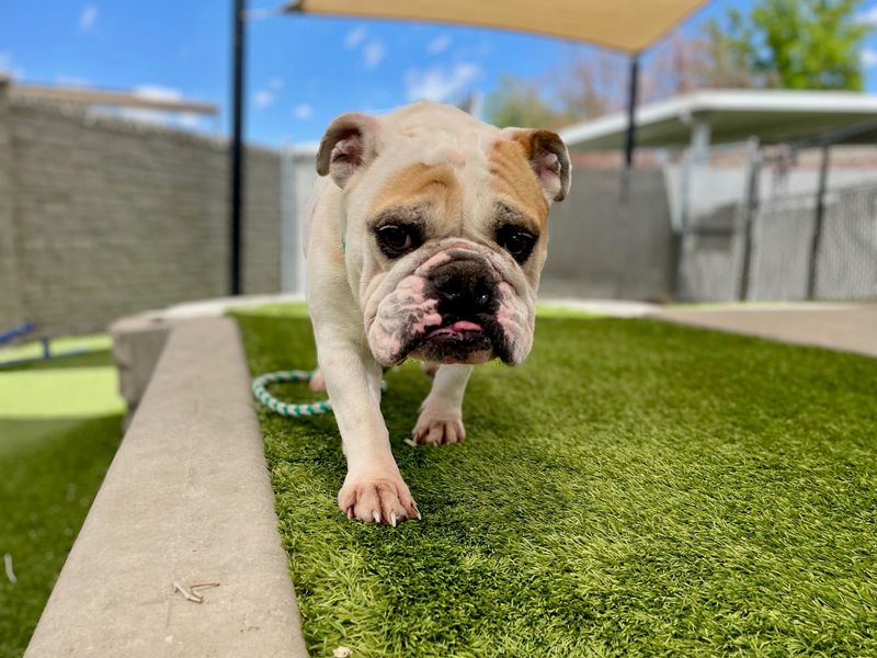 Bulldog
