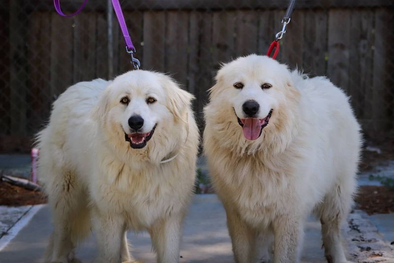 Great Pyrenees