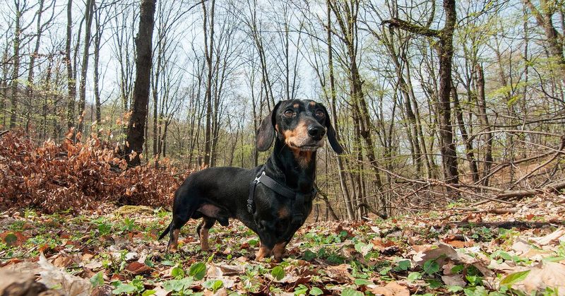 Dachshund