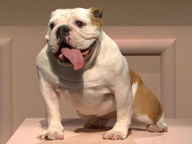 Bulldog