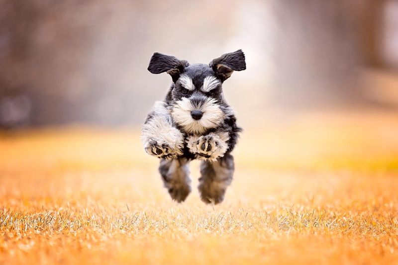 Miniature Schnauzer