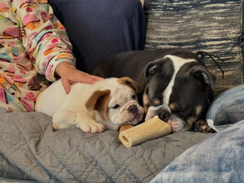Bulldog