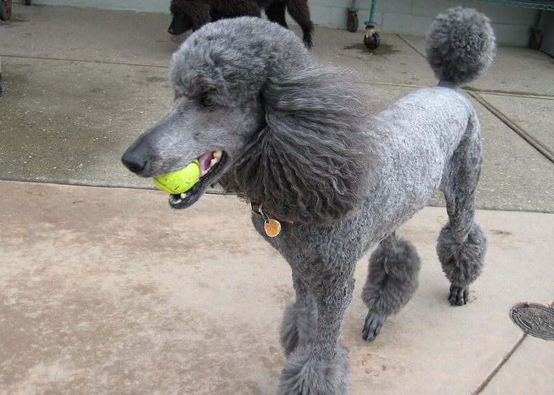 Poodle